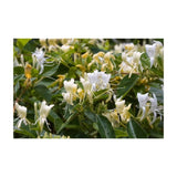 10x 100g Plant Oil Soap Honeysuckle Scent Pure Vegetable Base Bar Australian V238-SUPDZ-33217885438032