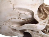 11 Replica Realistic Human Adult Skull Head Bone Model V178-84598