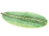 Leaf shaped Floor Mat Entrance Non slip Door Mat for Living Room Bedroom Home Supplies V1294-YM0901-3112200062511