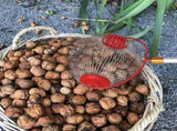 Nut Picker - Side opening for emptying walnuts, rolling picker for pine cones, picker, collector, V1237-ZY-203-3419