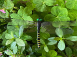 20 Pcs Dragon Fly Clips for Bugs Repellent, 3D Artificial Dragonfly Hat Clip, Dragonfly Garden Decor V1258-DP02-C-1360