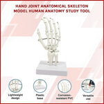 Hand Joint Anatomical Skeleton Model Human Anatomy Study Tool V63-842301