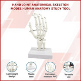 Hand Joint Anatomical Skeleton Model Human Anatomy Study Tool V63-842301