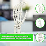 Hand Joint Anatomical Skeleton Model Human Anatomy Study Tool V63-842301