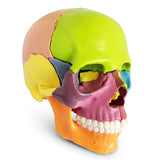 New Anatomy Skull Model 15 Parts Human Anatomy Exploded Skull Detachable Palm-Sized Mini Human Color V1366-AZ2-W-10527
