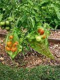 100 Pack Army Green 7x5 Inch Drawstring Mesh Bags for Potatoes Fruit Vegetables Plants Flowers V1258-DP02-BOL-384