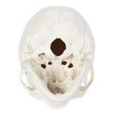 Human Anatomical Model, Human Anatomy Head Skeleton Includes Full Set of Teeth, Removable V1192-AZ-W-17033