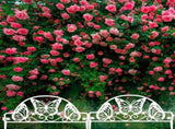 4 Panels Garden Fence, Decorative Garden Fences, No Dig Plastic Edgings Fence Panel Garden Edging V1192-AZ-W-29338