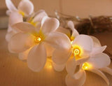 1 Set of 20 LED White Frangipani Flower Battery String Lights Christmas Gift Home Wedding Beach V382-WHFRANGIBATT20