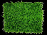 Mediterranean Fern Vertical Garden UV Stabilised 1m X 1m V77-1010106