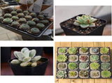 100 Pieces Plastic Square Nursery Seedling Pots Reusable, 7 cm V1188-MS-527-076