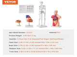 Human Anatomy Models Bundle Set, Brain, Human Torso Body, Heart, Skeleton Model Set of 4, Hands-on V952-GGJRQGMX4JTS5PXUBV0