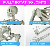 Life Size Standing Skeleton with Movable Joints V1142-LP601103078257558