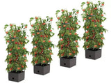 Tomato Tower With 3 Tier Frame 4 x Pack V178-67256