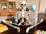 Life Size Posable Halloween Skeleton - 35" Realistic Human Skeleton with Movable Joints for Outdoor V1366-AZ2-W-16567