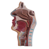 2X Human Anatomical Nasal Cavity Throat Anatomy for Science Classroom Study Display Teaching V1369-AZ3-W-19069