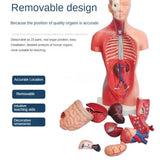 Torso Mannequin Anatomy Doll 15 Removable Parts Educational Organ Human Internal Organ Anatomy V1369-AZ3-W-11634