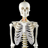 Human Skeleton Anatomical Model 180cm V63-774985