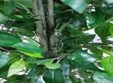 Mixed Green Bushy Artificial Ficus Tree 180cm V637-DP1020532KD