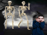 Halloween Skeleton 36-Inch Skeleton Poseable Skeleton Halloween Decorations - White - Size 1 Pcs V1107-129-72160-WHT-1PCS