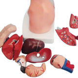 Torso Mannequin Anatomy Doll 15 Removable Parts Educational Organ Human Internal Organ Anatomy V1369-AZ3-W-11634