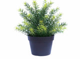UV Treated 20cm Small Potted Plants Bundle V637-DP1190646