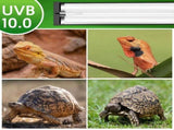 T5 UVB Reptile Light Fixture Combo Kit 8W, 10.0 UVB Light for Reptiles,Hood Comes with Desert US V1192-AZ-W-20897