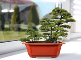 Tall Rectangle Planter Box Dark Red Plastic for Bonsai Cultivation 10Pcs 10.02X7.86X5.11in V1370-AZ4-16766