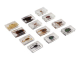 12 Pcs Real Bug Specimens Transparent Resin Science Education Classroom Bug Specimen Sample Tabletop V1294-YM0710-3115230106111