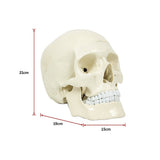 Life Size Anatomical Deluxe Human Skull Model Medical Skeleton Anatomy Replica V63-835561