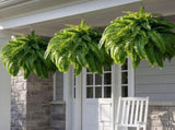 24in Artificial Boston Fake Ferns Large, UV Resistant Artificial Outdoor, Weatherproof Fake V1366-AZ2-W-14213