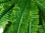 Artificial Wall Plant Green 32 Leaves Realistic Boston Fern Wall Decor for Home Hotel Garden V1294-YM0901-WI670051