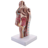 2X Human Anatomical Nasal Cavity Throat Anatomy for Science Classroom Study Display Teaching V1369-AZ3-W-19069