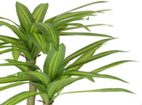 Artificial Multi Head Dracaena Tree with Mixed Green Leaves 130cm V637-DP1222455