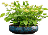 Lotus Bowl Planter x80x93 Glazed Ceramic Water Pot for Indoor Outdoor Use, Shallow Hydroponic V1366-AZ2-W-16754