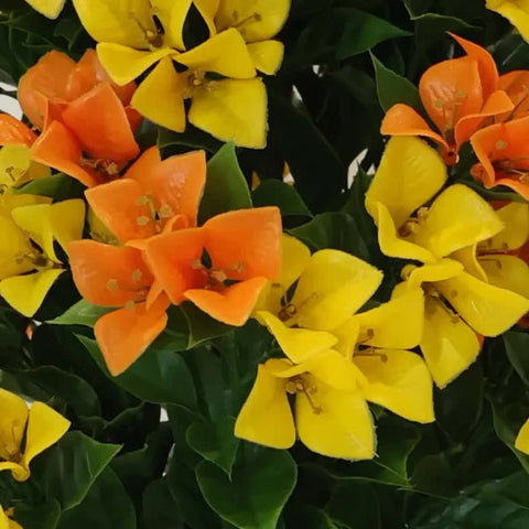Flowering Yellow and Orange Bougainvillea Tree 120cm UV Resistant V637-DP29659