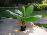 Potted Artificial Banana Tree 90cm V637-84503BAN