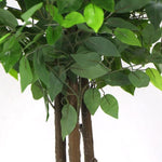 Artificial Ficus Tree 180cm Nearly Natural UV Resistant V77-1020999UV