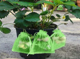 200Pcs Grape Protectors with Drawstring Fruit Mesh Bag Protector Organza Gift Bags V1370-AZ4-11592