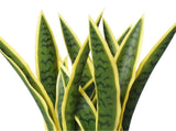 Artificial Mother in Law Tongue / Yellow Tongue Sansevieria UV Resistant 60cm V637-DP75270