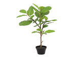 Potted Artificial Lofty Fig Ficus Tree 92cm V637-84504FIG