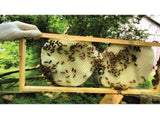 2Kg Orku Australian Beeswax Chunks - Pure Natural Unrefined Raw V238-SUPDZ-30261162672208