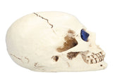 Skull Ornaments Vivid Lightweight Easily Clean Add Horror Ambience Halloween Props for Party Haunted V1294-YM0714-3115210185211