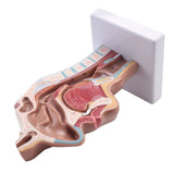 2X Human Anatomical Nasal Cavity Throat Anatomy for Science Classroom Study Display Teaching V1369-AZ3-W-19069