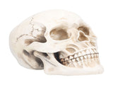 Animal Skull Model Skull Decoration Ornament Resin Craftwork Halloween Props for Home Party Decor V1294-YM0714-3115210184311