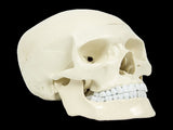 Life Size Anatomical Deluxe Human Skull Model Medical Skeleton Anatomy Replica V63-835561