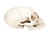 Animal Skull Model Skull Decoration Ornament Resin Craftwork Halloween Props for Home Party Decor V1294-YM0714-3115210184311