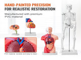 Human Anatomy Models Bundle Set, Brain, Human Torso Body, Heart, Skeleton Model Set of 4, Hands-on V952-GGJRQGMX4JTS5PXUBV0