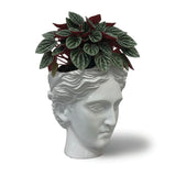 Urban Attitude Venus Head Planter - Matte White V398-UA-UT260609WHT