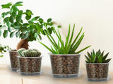 20-Pack Clear Plant Pots with Trays 4/5/6/7 Inch for Succulents Orchids Cuttings V1258-DP02-BOL-786